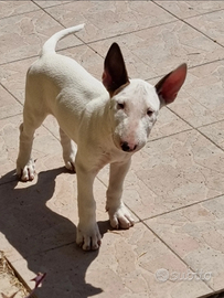 Cane bullterrier