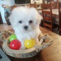 Cuccioli di razza maltese con pedigree enci
