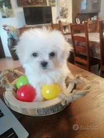 Cuccioli di razza maltese con pedigree enci