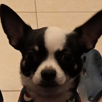 Chiwawa Toy di 2 anni dolcissima baby piccolina