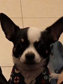 Chiwawa Toy di 2 anni dolcissima baby piccolina