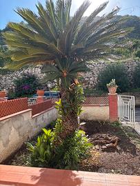 Cycas adulta