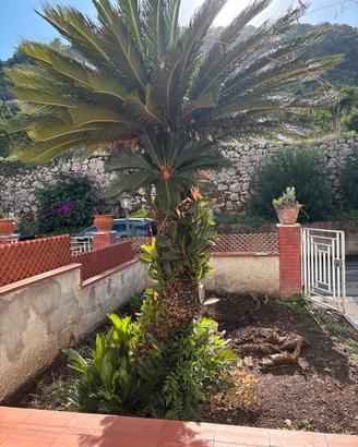 Cycas adulta