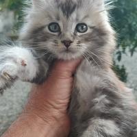 Gattini Maine Coon da riproduzione