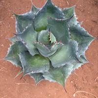 AGAVE PARRASANA