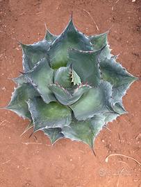 AGAVE PARRASANA