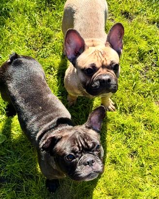 Bulldog francesi