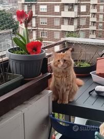 Maine coon cuccioli