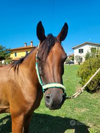 Cavallo Arabo di 9 anni dolcissimo