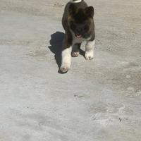 Cuccioli di Akita americano