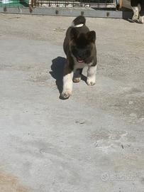 Cuccioli di Akita americano