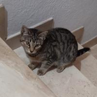 Gattino in adozione