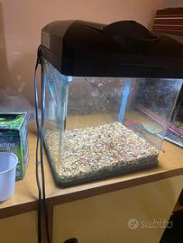 Acquario