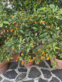 Vaso mandarini cinesi