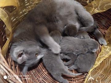 Certosini coccolosi cuccioli disponibili