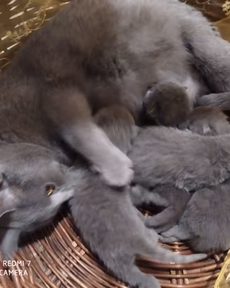 Certosini coccolosi cuccioli disponibili