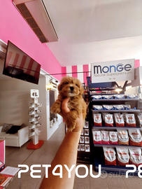 Cuccioli taglia piccola e piccolissima 24 RATE