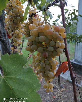 Uva da vino