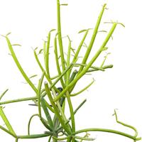 Euphorbia tirucalli albero delle matite succulenta