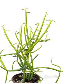 Euphorbia tirucalli albero delle matite succulenta