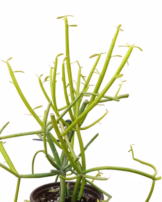 Euphorbia tirucalli albero delle matite succulenta