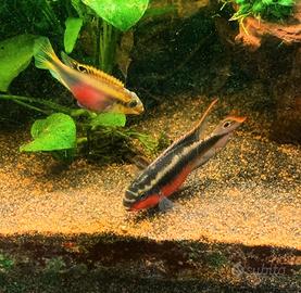 Pelvicachromis Pulcher var. "super red"