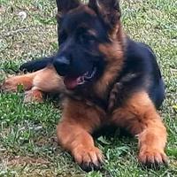 Cucciolona pastore tedesco