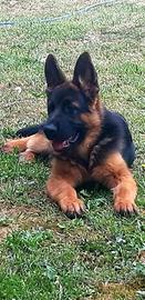 Cucciolona pastore tedesco