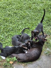 Gatti da adottare