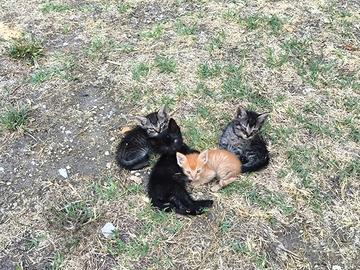 splenditi gattini di 2 mesi già svezzati