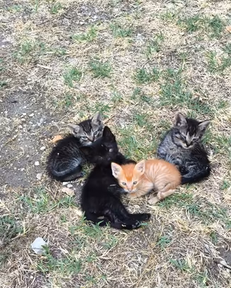 splenditi gattini di 2 mesi già svezzati