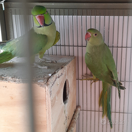 Parrocchetti dal collare coppia