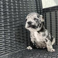 Bulldog francese esotici