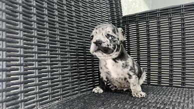 Bulldog francese esotici