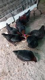 Marans