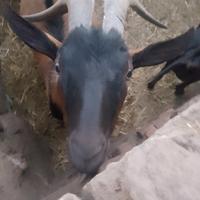 Maschio di capra becco alpina