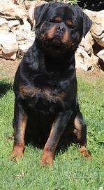 Rottweiler per Monta
