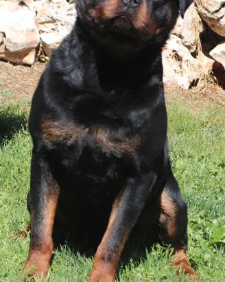 Rottweiler per Monta