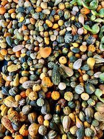 Zucche ornamentali