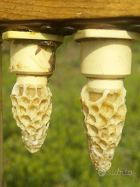 Api regine razza carnica