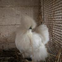 Galline moroseta bianche