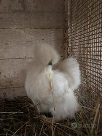 Galline moroseta bianche