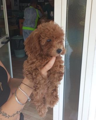 Cucciole femmina di barboncino