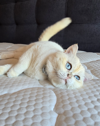 Accoppiamento scottish straight con il pedigree