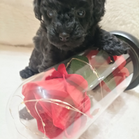 Cuccioli di barboncino nano