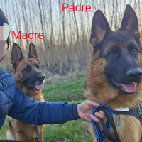 Cuccioli di pastori tedeschi con Pedigree