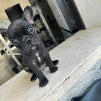 Bulldog francese