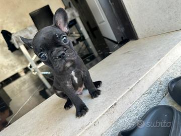 Bulldog francese