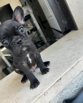 Bulldog francese