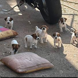 Cuccioli jack russel terrier
